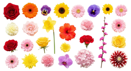 Diverse vibrant flower heads (roses, sunflowers, gerbera, orchids, dahlia) flat lay on transparent background with copy space. Concept of botanical diversity