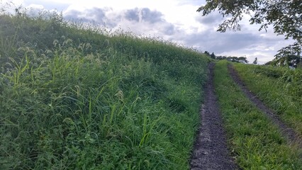 草刈り前の農地