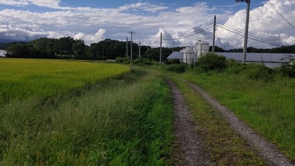 草刈り前の農地