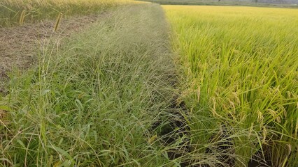 草刈り前の農地