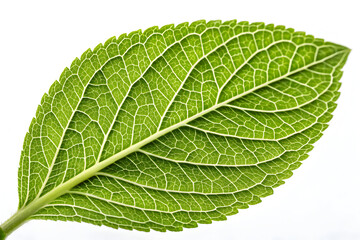 Obraz premium Fresh green leaf showing clear veins and texture