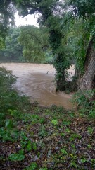 大雨で増水した川