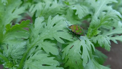 アカスジキンカメムシ
