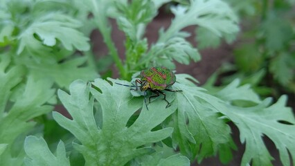 アカスジキンカメムシ