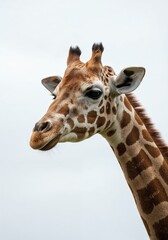 Naklejka premium Giraffe portrait: a close-up view of a giraffe with its characteristic spots, graceful neck, and distinct appearance. Showcasing the majesty of this African icon in a natural light.