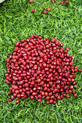 Red Beans on Green Grass - Fresh Legumes for Healthy Cooking and Traditional Northeastern Cuisine