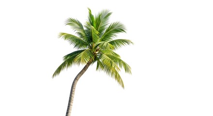A single palm tree isolated on a white background