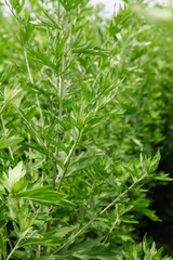Freshly Planted Wormwood Artemisia Absinthium with Large Leaves Growing in Field
