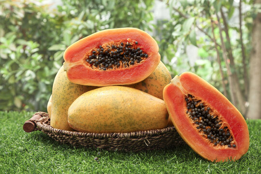 Fresh Red Papaya Fruits from Hainan Yunnan in Wicker Basket on Green Grass with Tropical Garden Background