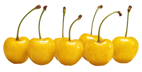 Row of six vibrant yellow cherries