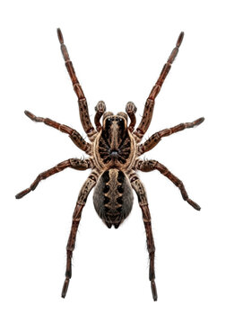 A mature dark brown hairy spider with segmented legs and reddish-brown banding, isolated against a transparent studio background with copy space, soft shadow, concept of precise scientific