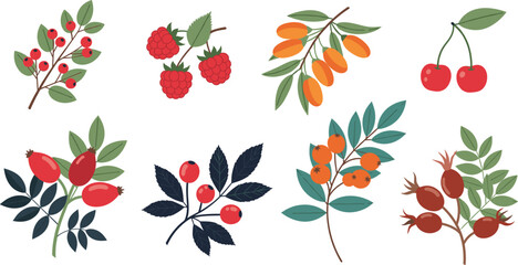 Botanical berry branch illustration set with cherries, rose hips, raspberries, and colorful leaves for nature, education, and design use