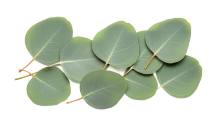 Fresh, vibrant light green eucalyptus leaves delicately scattered and arranged from a high-angle top-down perspective, highlighting their calming natural botanical beauty