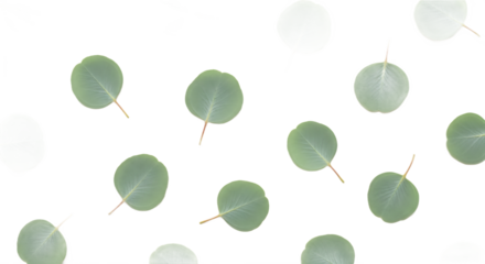 Delicate eucalyptus leaves, scattered from a top view, form a subtle, transparent botanical pattern on a white background, evoking natural peace and an airy aesthetic