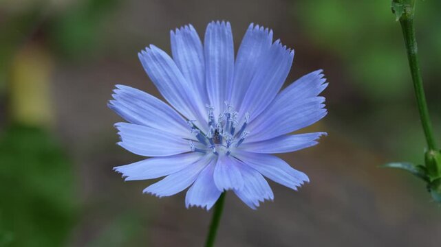 Cichorium intybus