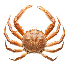 dungeness crab dungeness crab crab seafood crab animal crab portrait crab illustration transparent background image