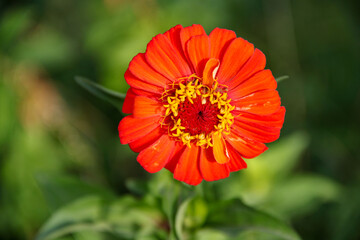 beautiful red flower of zinnia elegans