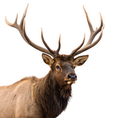 elk bull portrait on elk bull elk portrait elk head elk stag elk animal elk illustration transparent background image