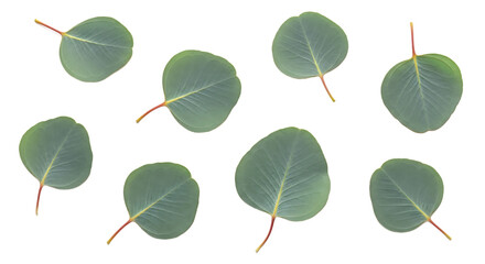 Vibrant Green Eucalyptus Leaves Artfully Scattered, Photographed from a Top View, Showcasing Their Smooth Texture and Natural Beauty Against a Pristine White Background
