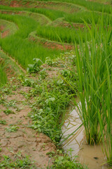 ecology travel with camping outdoor relax in rice field at chiangmai thailand in raining season