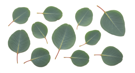 Fresh green eucalyptus leaves, isolated on a white background, presented from a top view, highlighting natural beauty for botanical and design applications