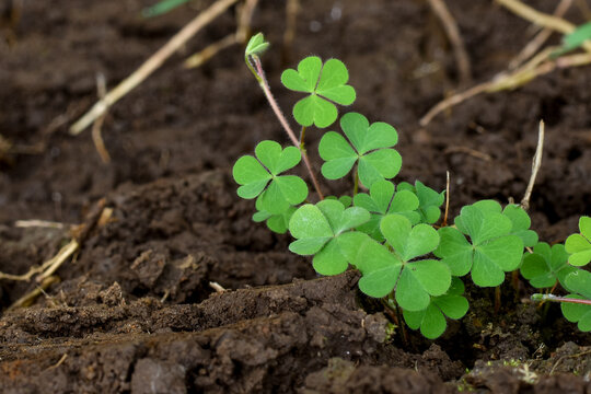 Clover (Marsilea) wild plant as a traditional herbal medicine