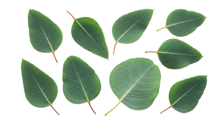 A collection of vibrant green eucalyptus leaves arranged on a pure white background, highlighting their smooth texture and organic shape from an appealing top-down view