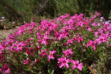 Pink Moss Phlox in Bloom