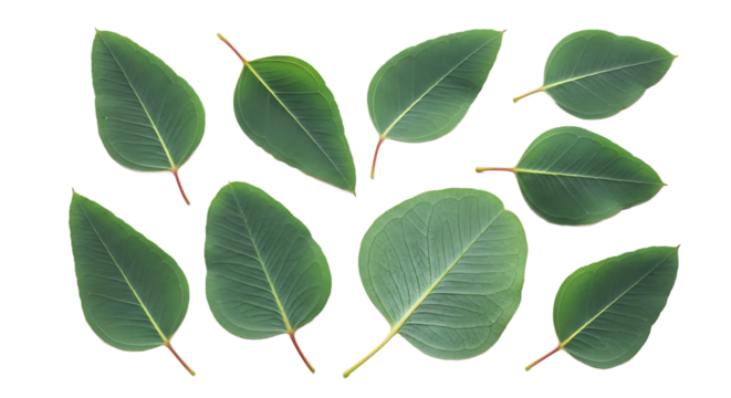 A collection of vibrant green eucalyptus leaves arranged on a pure white background, highlighting their smooth texture and organic shape from an appealing top-down view