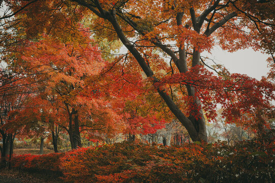Japanese autumn foliage in the park 
