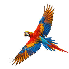 Obraz premium flying colorful parrot colorful parrot flying tropical parrot bird flying exotic bird parrot transparent background image