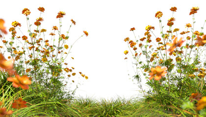 Vibrant yellow flowery blossoming meadow isolated on transparent backgrounds 3d rendering png
