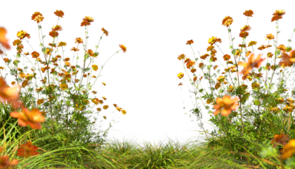 Vibrant yellow flowery blossoming meadow isolated on transparent backgrounds 3d rendering png