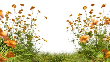Tableau sur plexiglas Prairie, marais Vibrant yellow flowery blossoming meadow isolated on transparent backgrounds 3d rendering png  © Krit