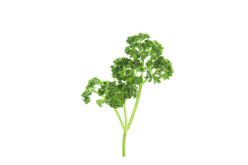 fresh curly-leaf parsley leaves isolated on a white background