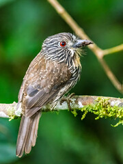 Black-streaked Puffbird perch on mossy branch