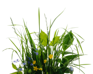 Set of various yellow and blue flowers  among various meadow grass isolated on white background