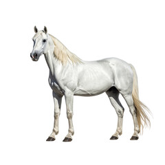 Obraz premium White Andalusian Horse, isolated on transparent background