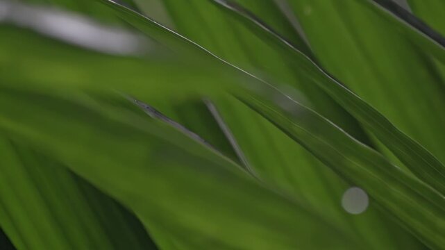 A close-up, high-key shot of a plant's vibrant green leaves, showcasing their parallel veins and glossy texture against a bright, out-of-focus background.