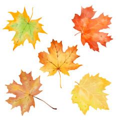 Autumn foliage watercolor collection set maple fall leaves. Forest design elements illustration