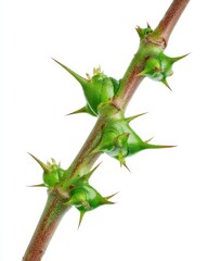 Obraz premium Thorn Vine. Close-up Isolated Thorny Smilax Vine on White Background
