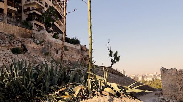 Rare Agave americana desert plant in Syria, blooming once in its lifetime. Captivating nature footage perfect for documentaries, educational videos, environmental awareness, and biodiversity projects