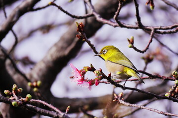 咲始めた早咲きの桜とメジロ