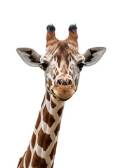 Fototapeta premium Young reticulated giraffe close-up head, intricate brown/cream spots, gentle curious gaze, soft studio lighting on transparent background, majestic animal portrait