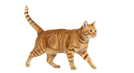 Adult orange tabby cat with mackerel stripes, emerald green eyes, mid-stride left to right on pristine transparent studio background with copy space, soft studio light. Captivating portrayal of an