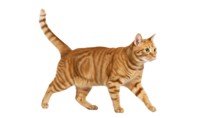 Adult orange tabby cat with mackerel stripes, emerald green eyes, mid-stride left to right on pristine transparent studio background with copy space, soft studio light. Captivating portrayal of an