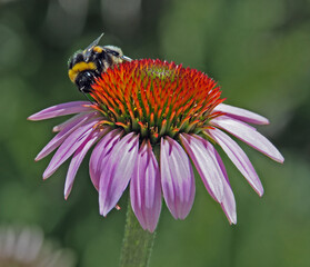 Humble-bee on the coneflower
