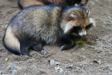 raccoon dog (nyctereutes procyonoides) sleeping on ground.