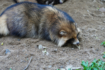 raccoon dog (nyctereutes procyonoides) sleeping on ground.