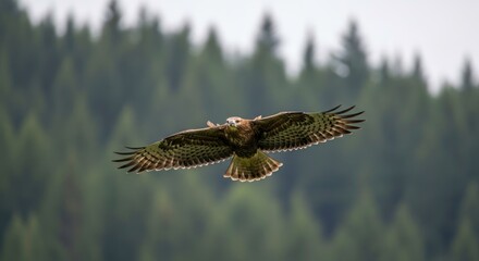 Fototapeta premium Majestic Common Buzzard in Symmetrical Flight, Wings Rim-Lit Against a Forest